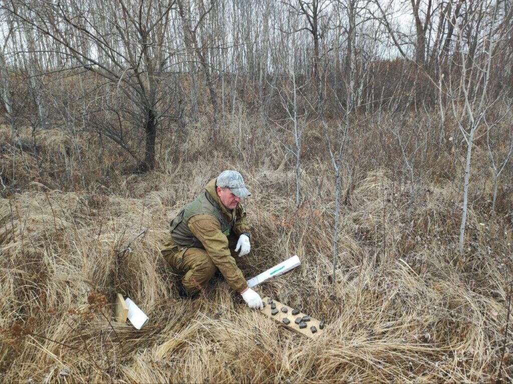Животным Приамурья подкладывают таблетки от бешенства