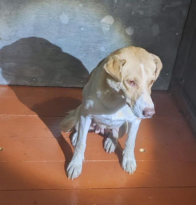 В Благовещенском округе власти начали отлов бездомных собак