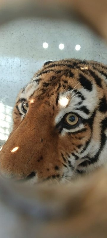 Амурского тигра, который давил собак в Хабаровском крае, отправили жить в Москву