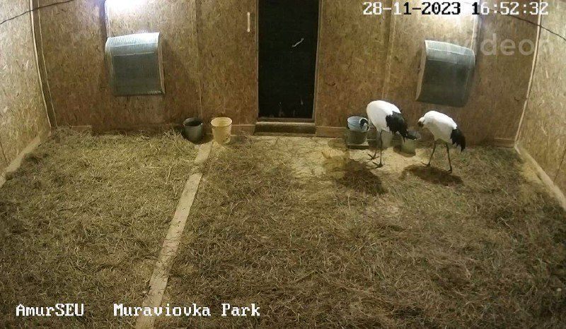 Наблюдать за жизнь амурских журавлей теперь будет интереснее