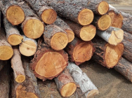 Амурчанину грозит семь лет тюрьмы за 20 спиленных деревьев