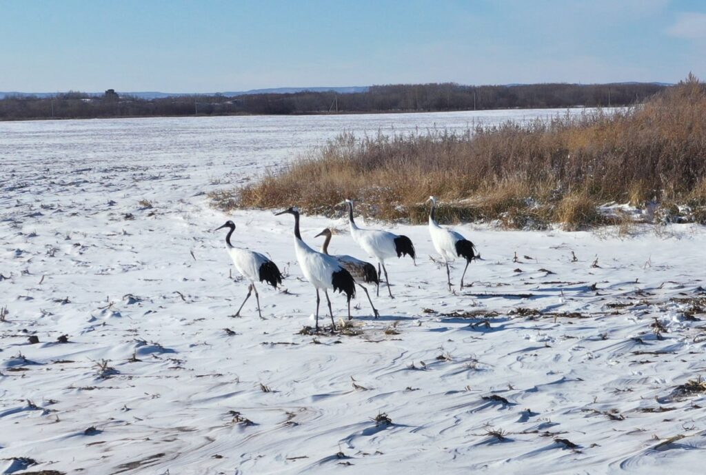 Японские журавли