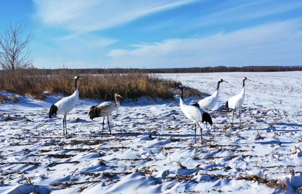 Японские журавли