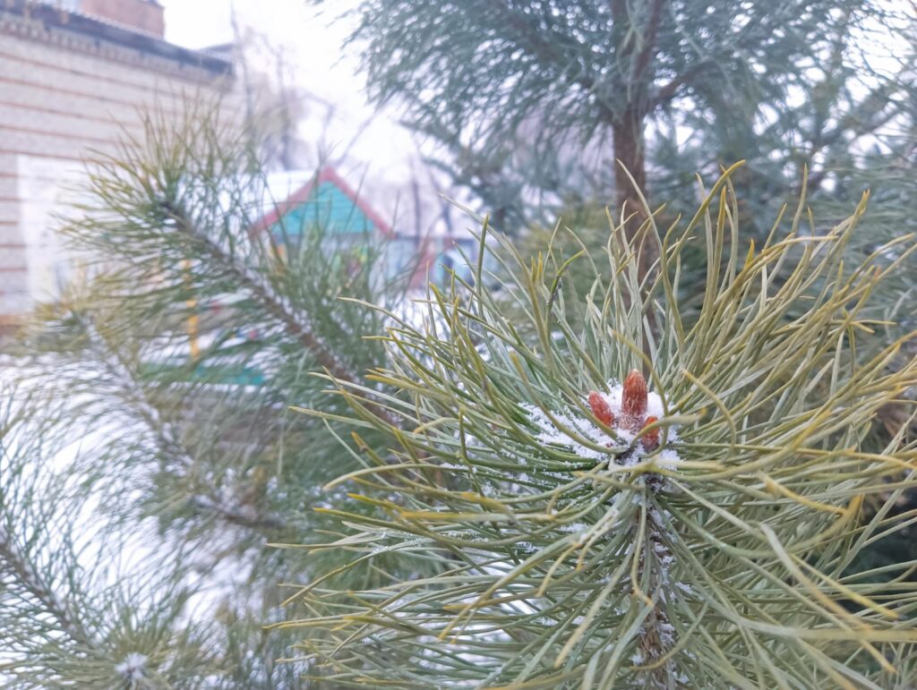 Первый снег