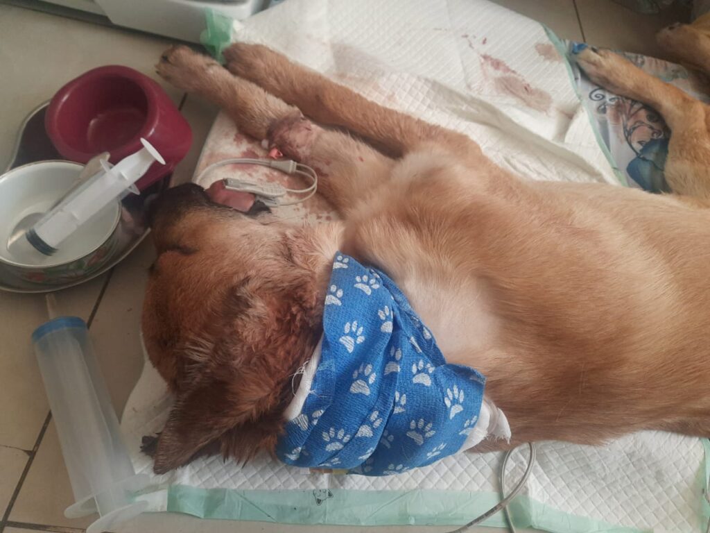 Счастливчик