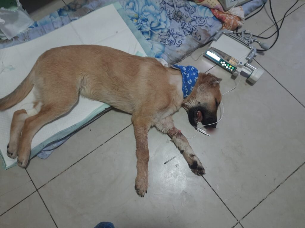 Счастливчик