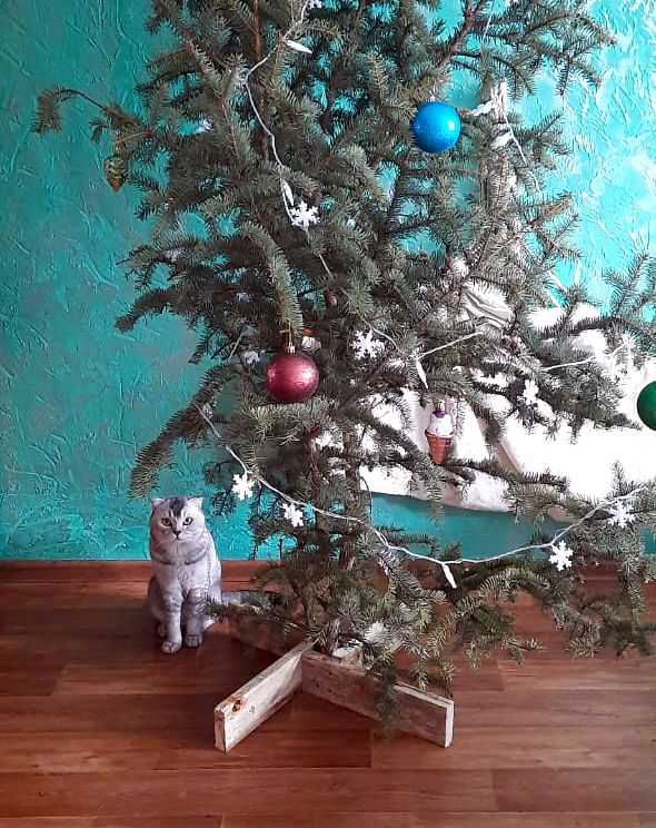 Что может навредить вашему питомцу в новогодние праздники: полный список