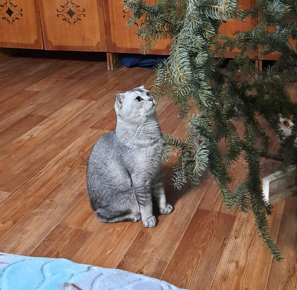 Что может навредить вашему питомцу в новогодние праздники: полный список