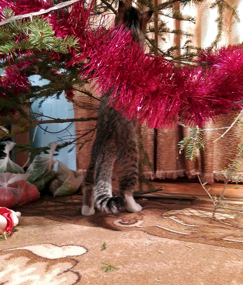 Что может навредить вашему питомцу в новогодние праздники: полный список