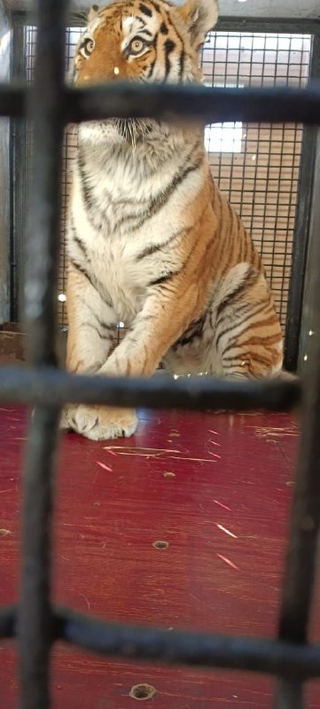 Амурского тигра, который давил собак в Хабаровском крае, отправили жить в Москву