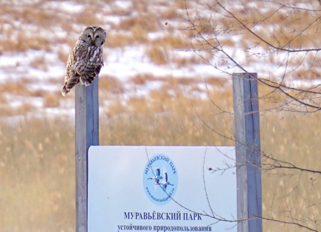 Фото: Муравьёвский парк