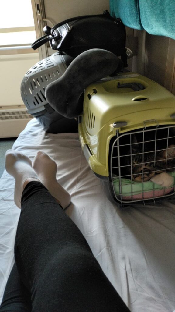 Как переехать с двумя котами