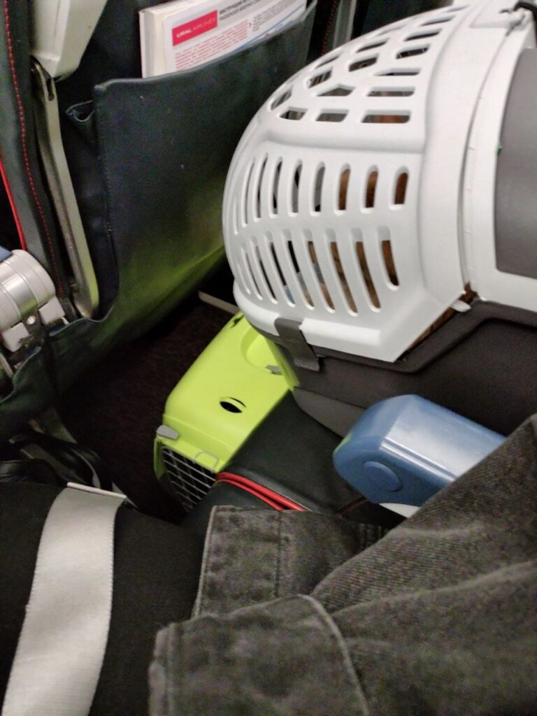 Как переехать с двумя котами