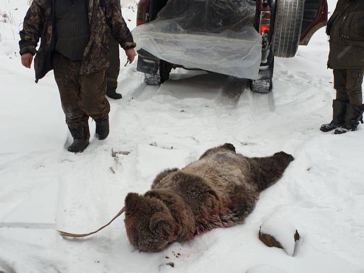Убитый медведь
