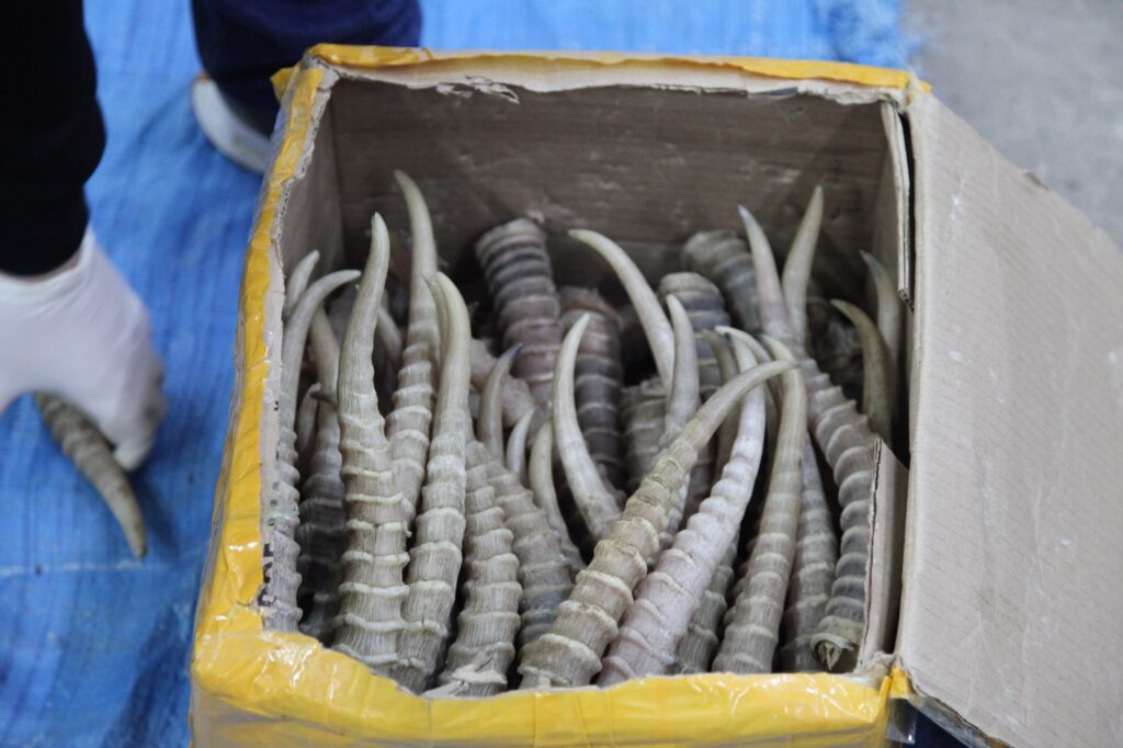 Бизнес на костях: в Приамурье остановили международных контрабандистов