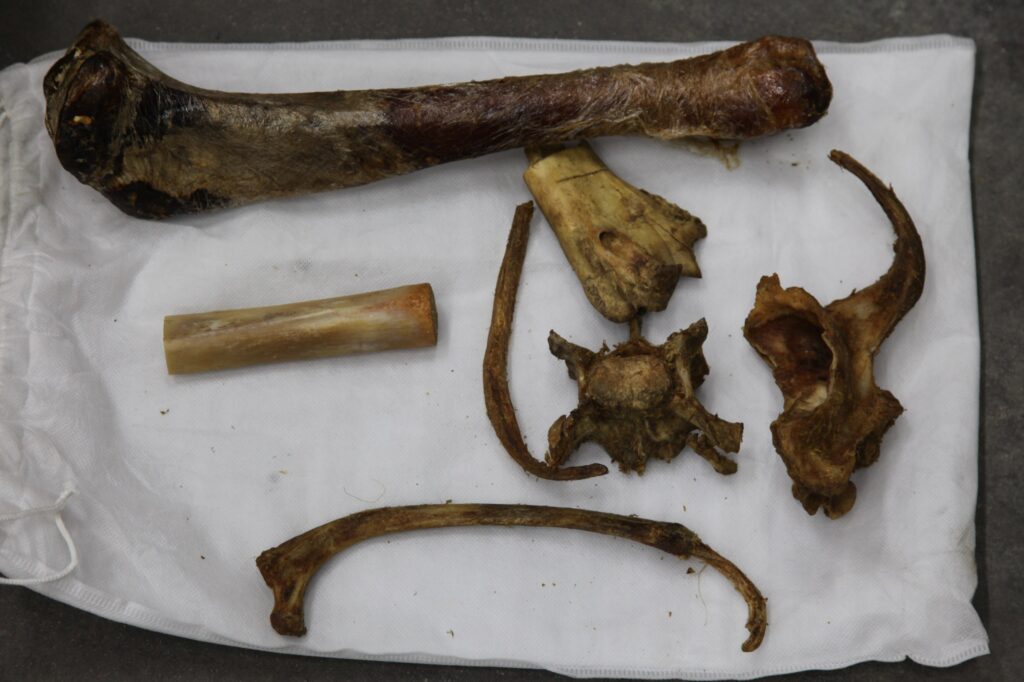 Бизнес на костях: в Приамурье остановили международных контрабандистов