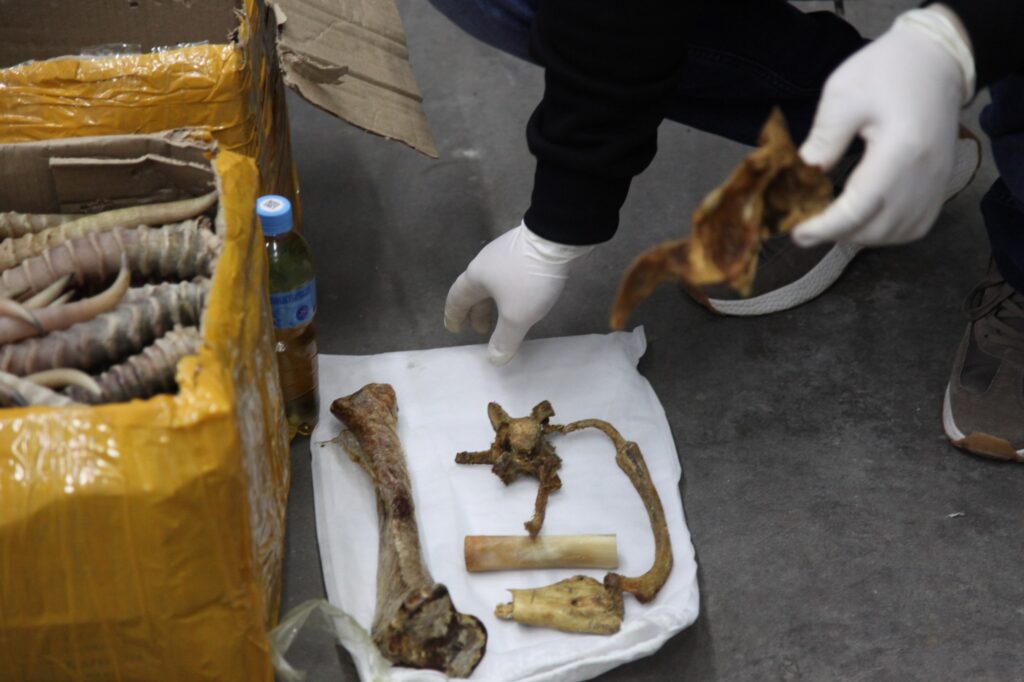 Бизнес на костях: в Приамурье остановили международных контрабандистов