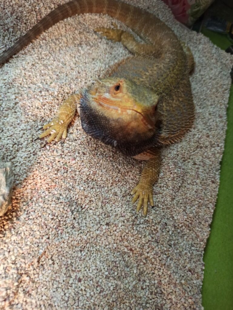 Дома поселился дракон: благовещенка рассказала о жизни с символом Нового года