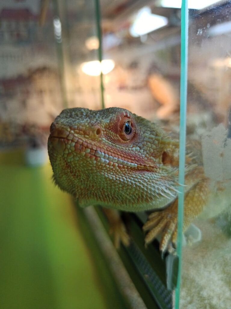 Дома поселился дракон: благовещенка рассказала о жизни с символом Нового года