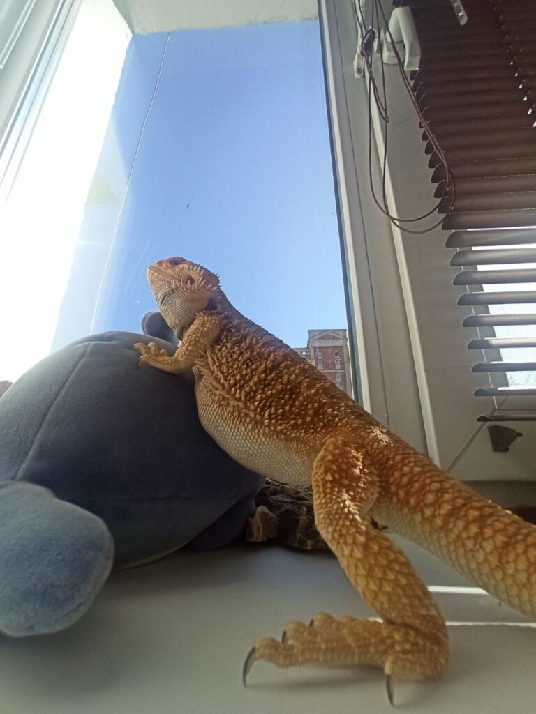 Дома поселился дракон: благовещенка рассказала о жизни с символом Нового года