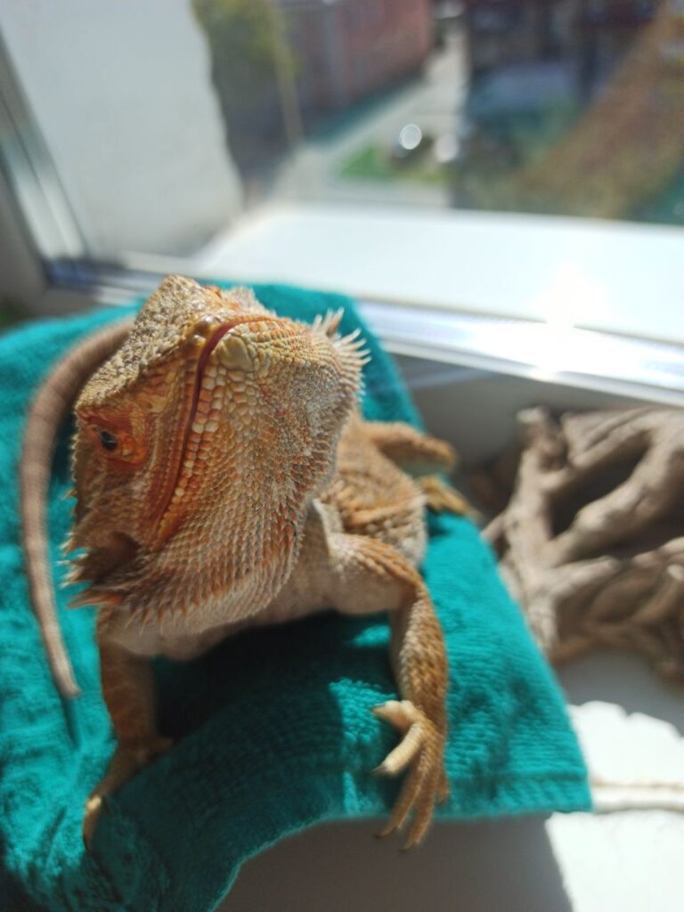 Дома поселился дракон: благовещенка рассказала о жизни с символом Нового года