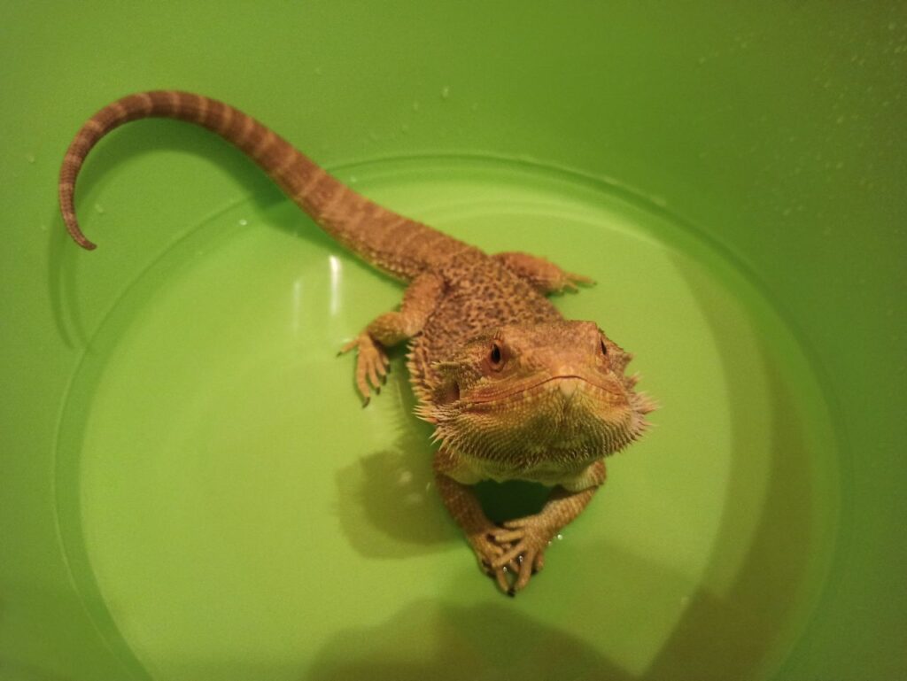 Дома поселился дракон: благовещенка рассказала о жизни с символом Нового года