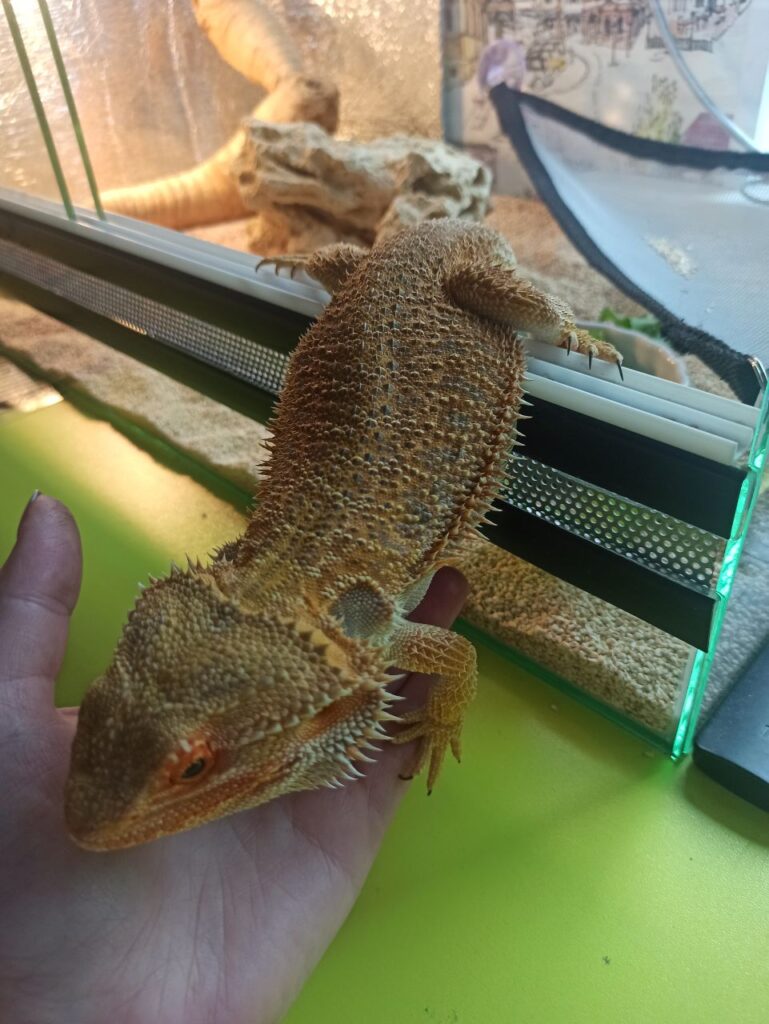 Дома поселился дракон: благовещенка рассказала о жизни с символом Нового года