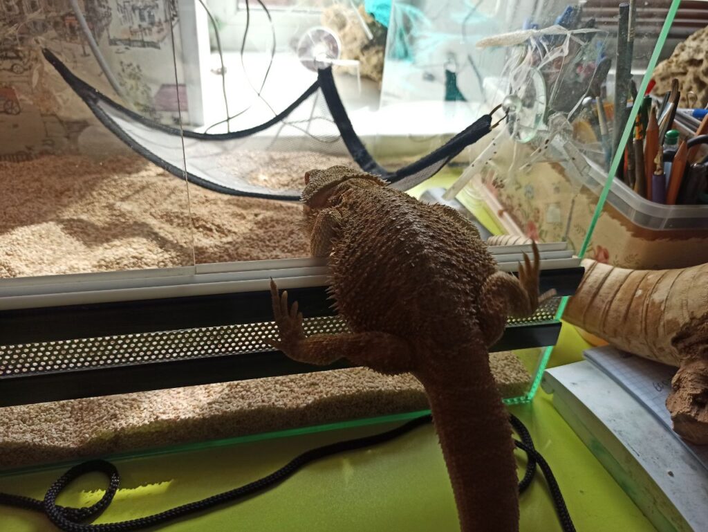 Дома поселился дракон: благовещенка рассказала о жизни с символом Нового года