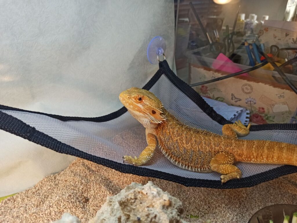 Дома поселился дракон: благовещенка рассказала о жизни с символом Нового года