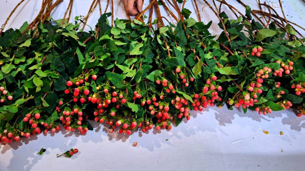 Через Амурскую области прошли 55 тысяч свежих цветов 