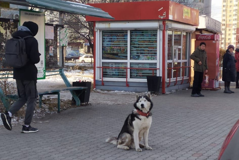 Благовещенский «Хатико»