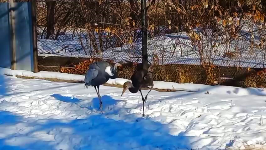 В амурском заказнике намечается межвидовая дружба