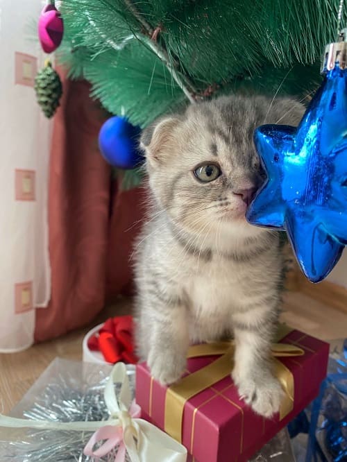кот