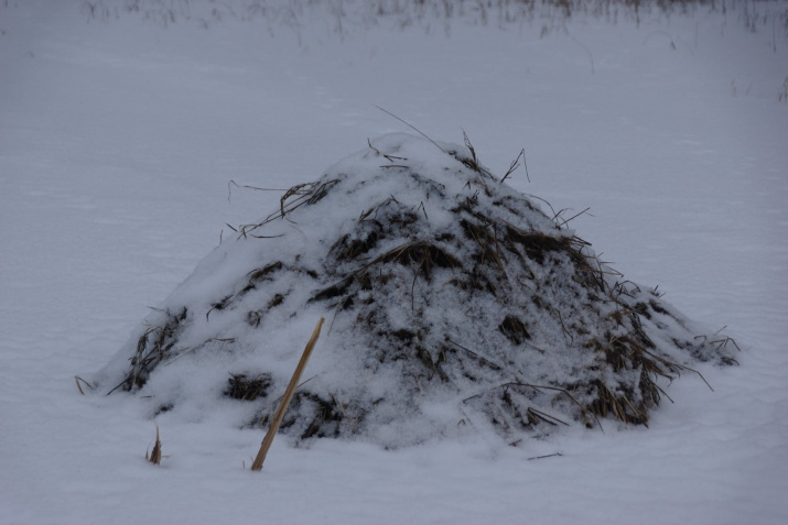 В амурских заказниках живут тысячи «невидимых» зимой животных