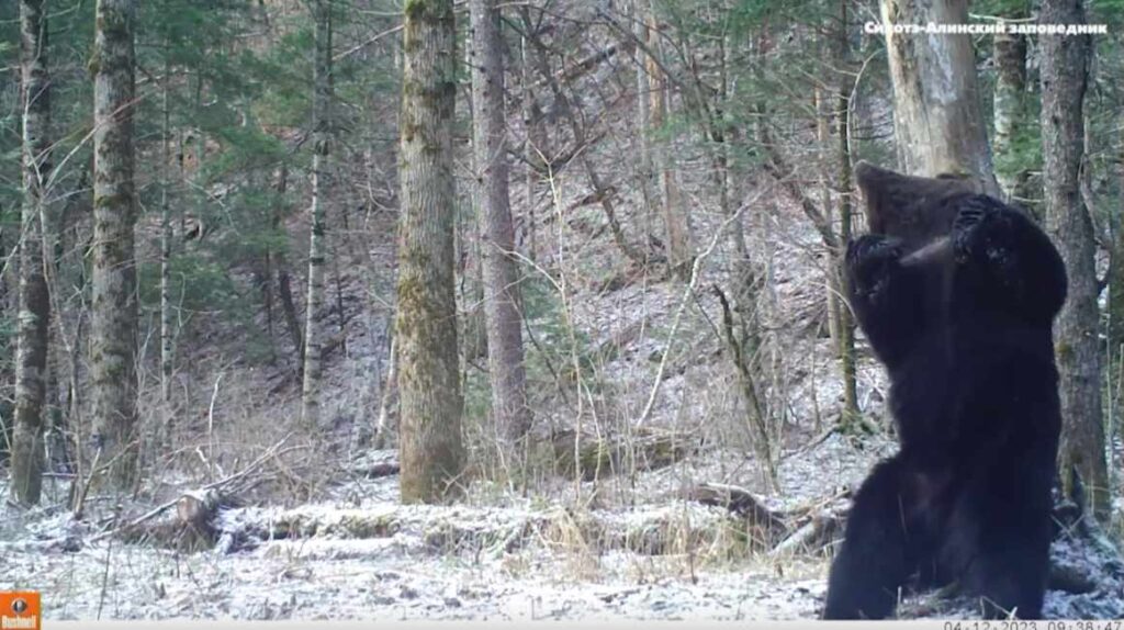 Медведи на Дальнем Востоке окончательно впали в спячку