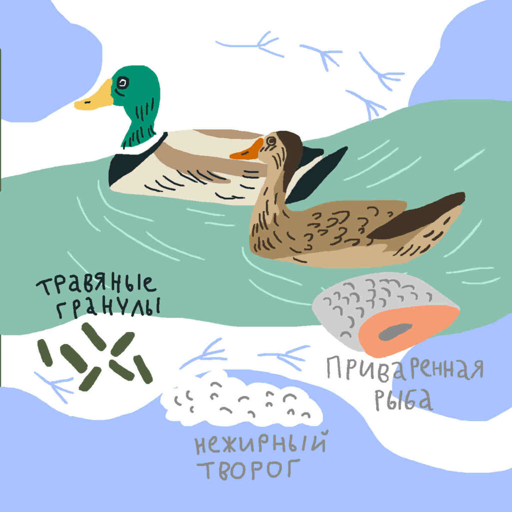 Чем можно кормить птиц