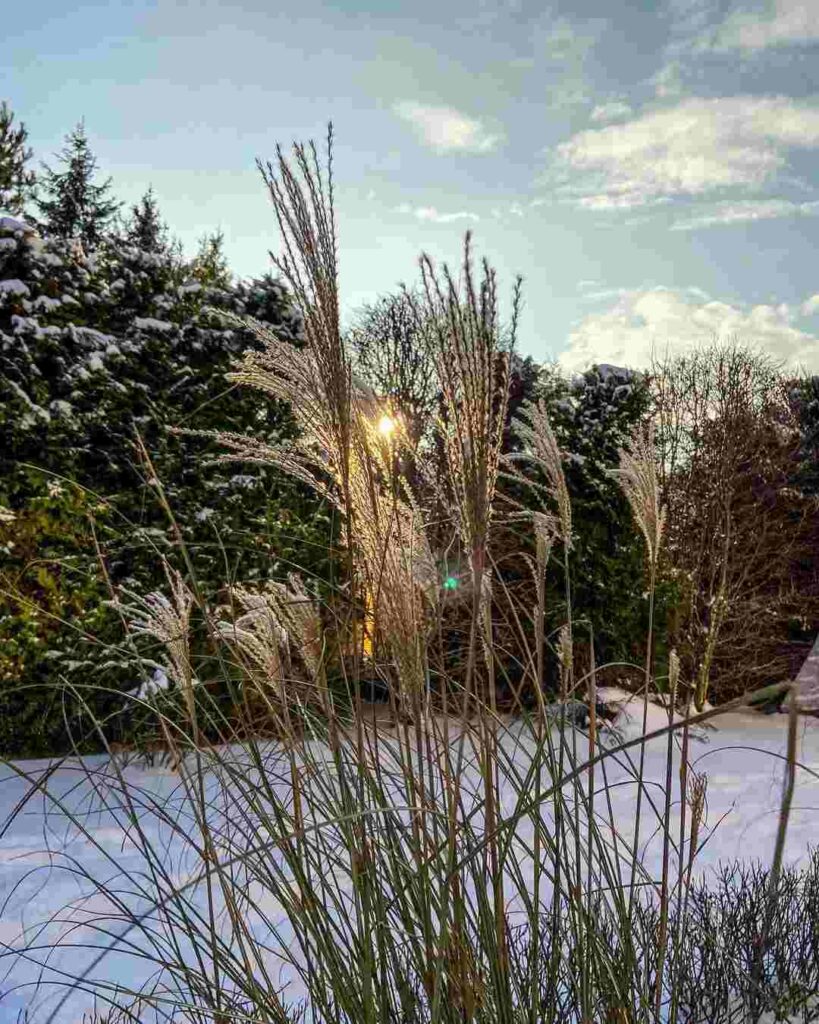 день зимнего солнцестояния, солнцеворот, зимний пейзаж