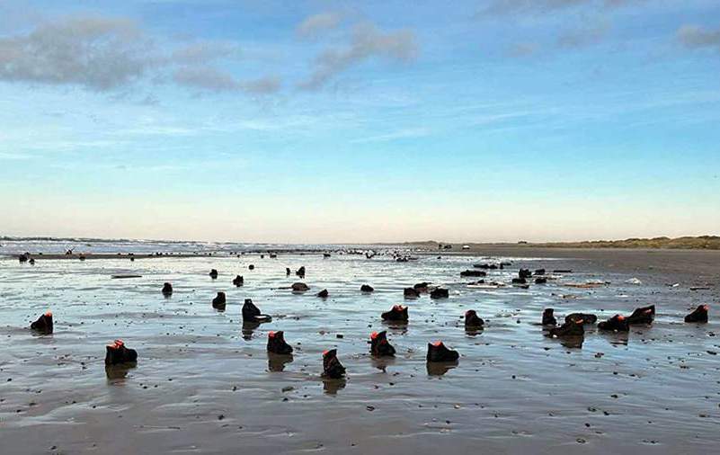 На пляжи Дании выбросило тысячи ботинок из-за шторма