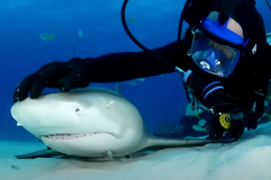 Дайвер из США рассказал о 23-летней дружбе с тигровой акулой