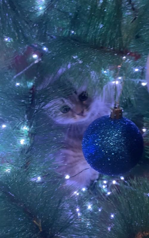 кот
