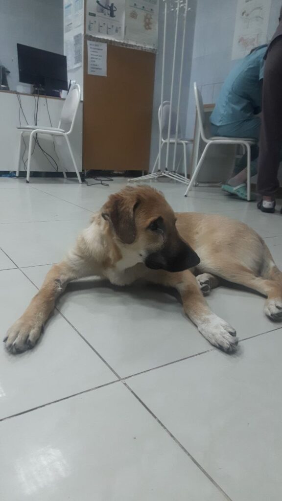 Псу, которого хозяин чуть не убил молотком в Благовещенске, ищут новый дом