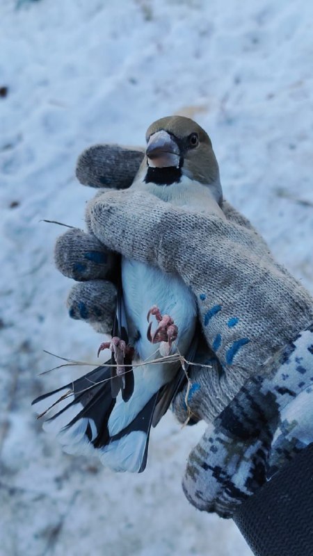 Птичьи разборки: журавль Снеговик наказал пернатого вора