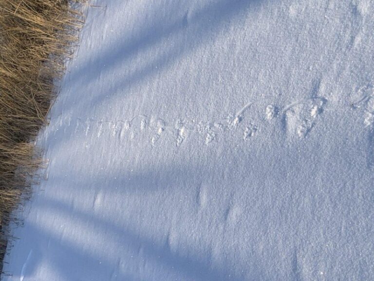 В амурских заказниках живут тысячи «невидимых» зимой животных