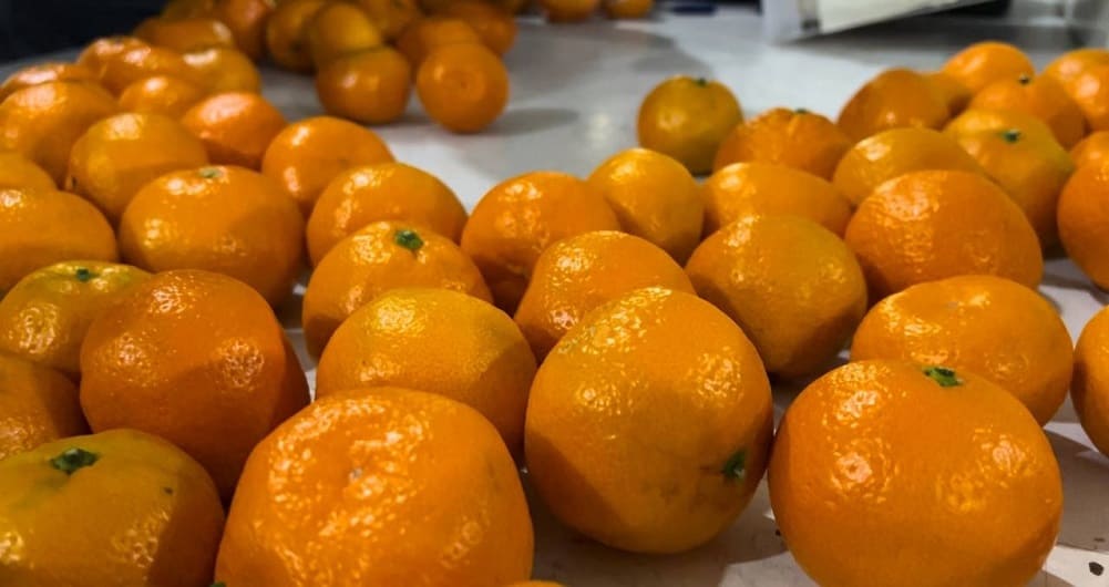 мандарины импорт из КНР