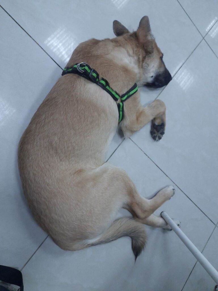 Псу, которого хозяин чуть не убил молотком в Благовещенске, ищут новый дом