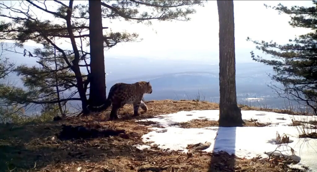 Леопард смотрит вдаль
