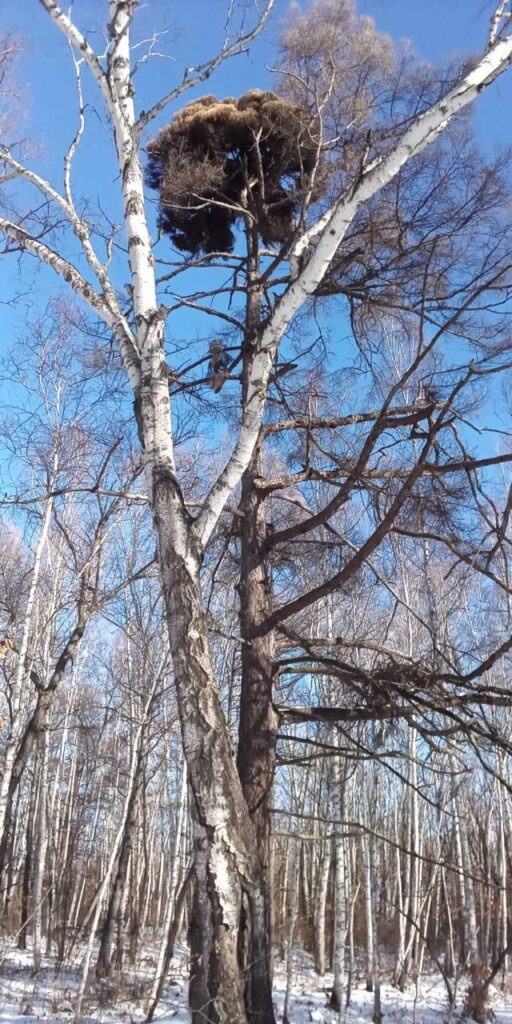 Ведьмина метла