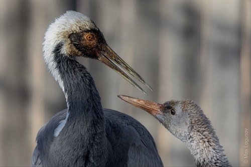 Практически усыновила: в Приамурье наблюдают за отношениями редких журавлей