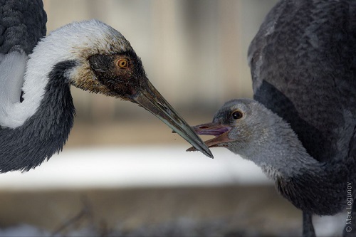 Практически усыновила: в Приамурье наблюдают за отношениями редких журавлей