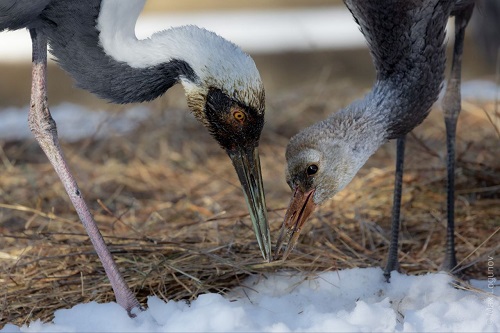 Практически усыновила: в Приамурье наблюдают за отношениями редких журавлей